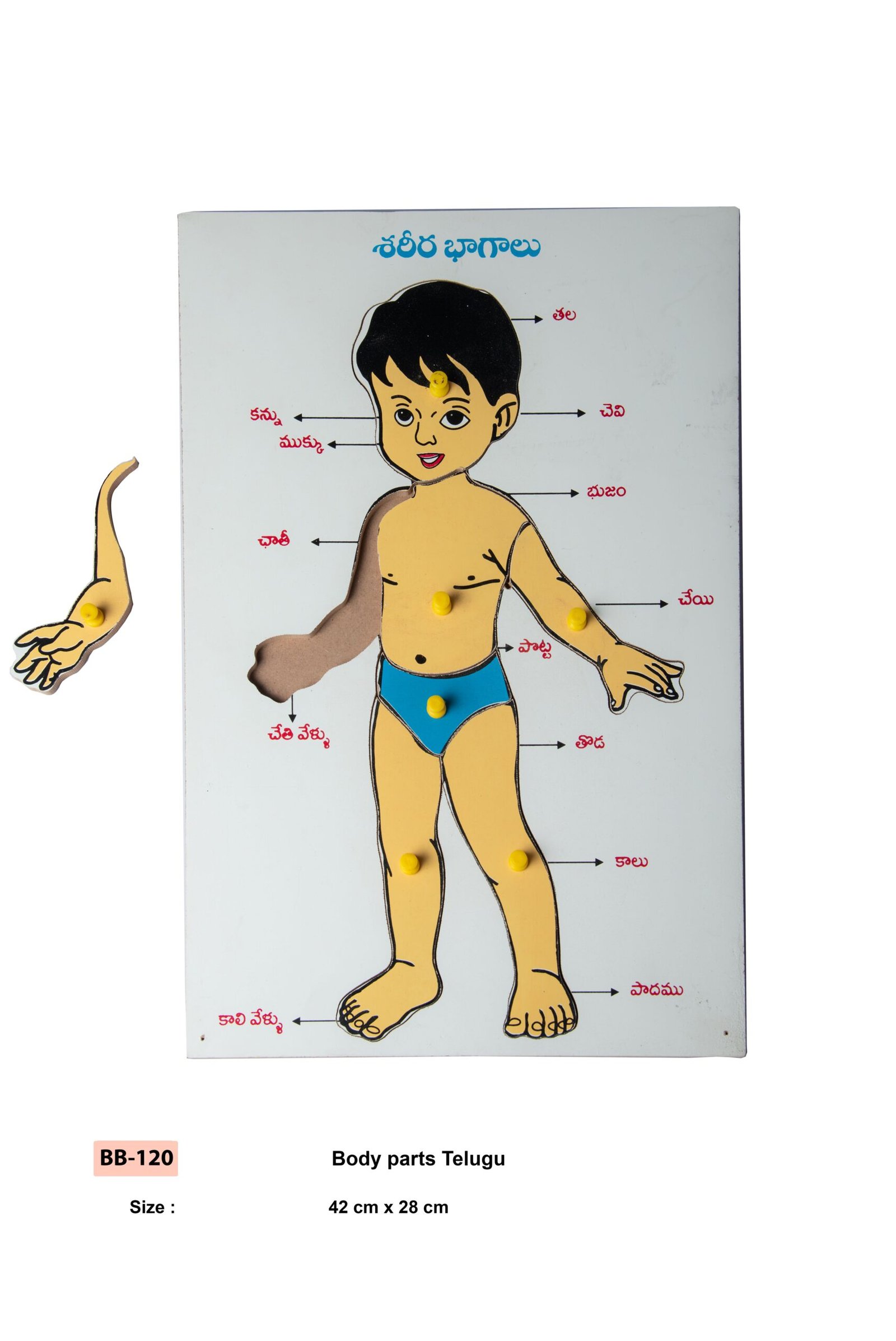 BODY PARTS TELUGU