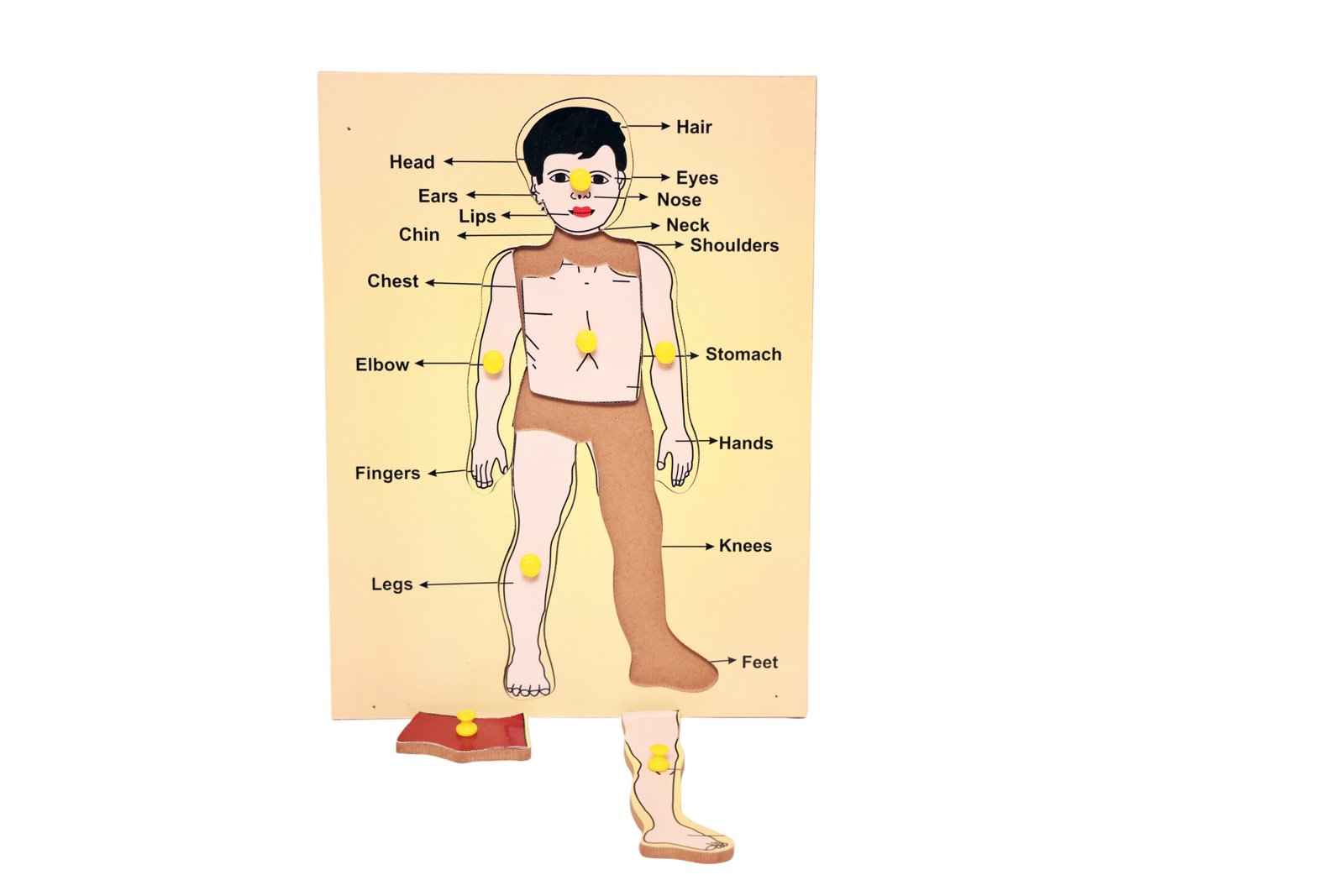 PUZZLE BOARD BODY PARTS BOY - Image 2